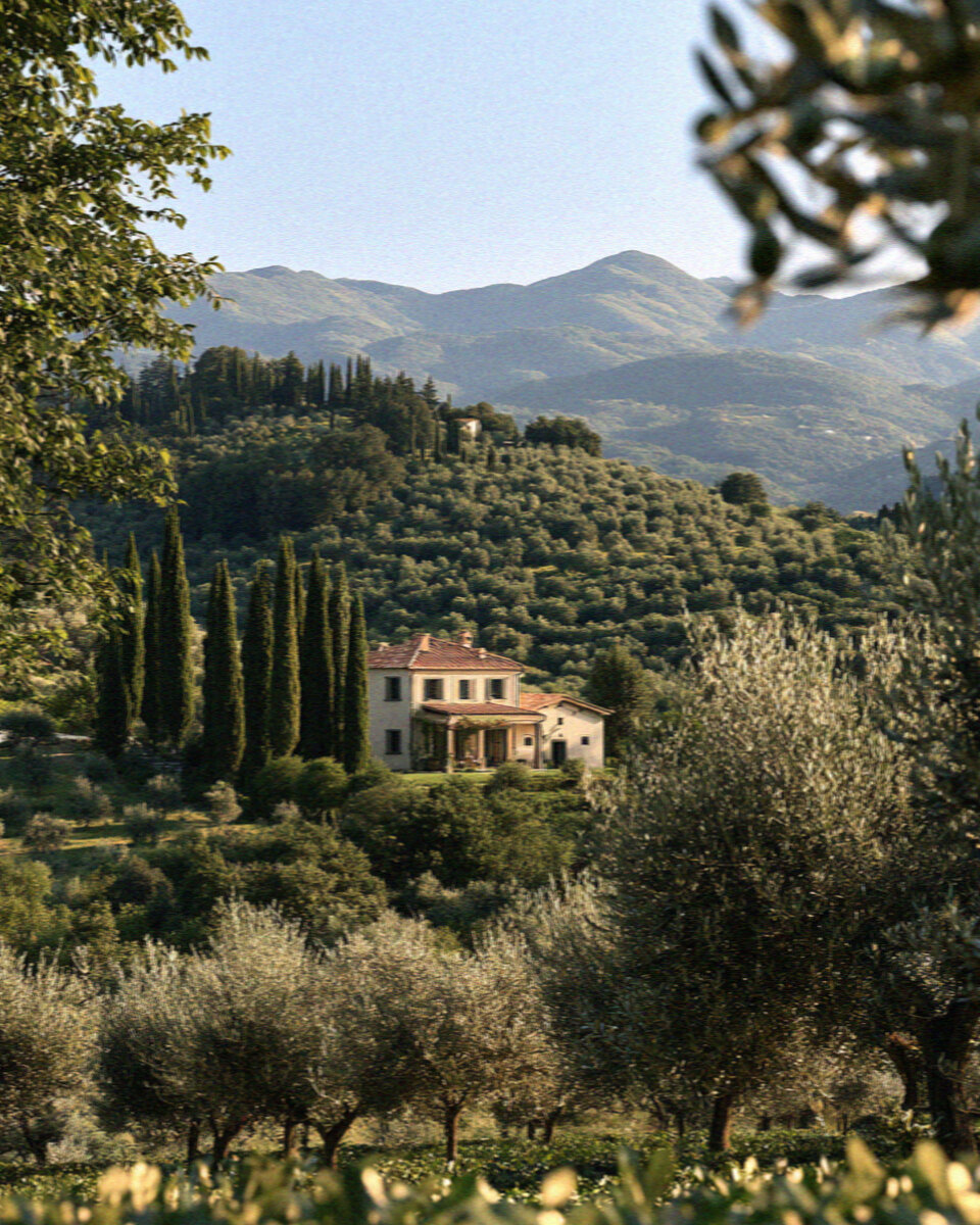 Rolling Tuscan hills and silver olive groves with cypress trees near Lucca