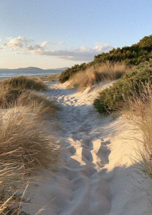 Dunes and juniper behind Maria Pia beach near Alghero