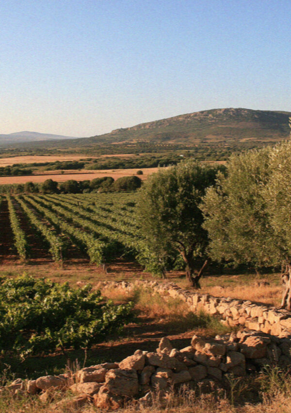 Vines and olives in the country inland from Alghero