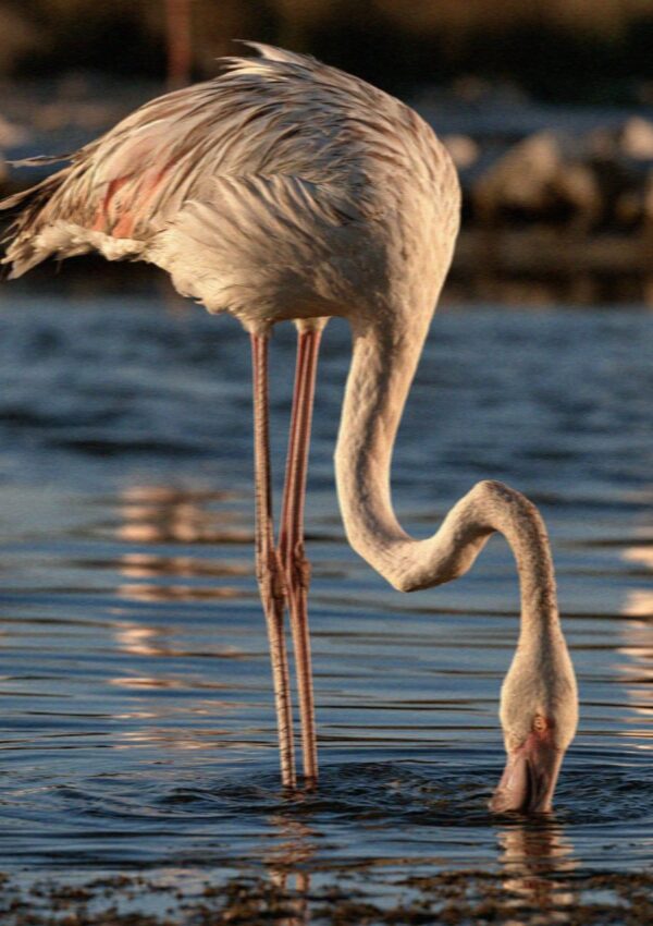 A flamingo feeding head down in the salt pans at Molentargius in Cagliari
