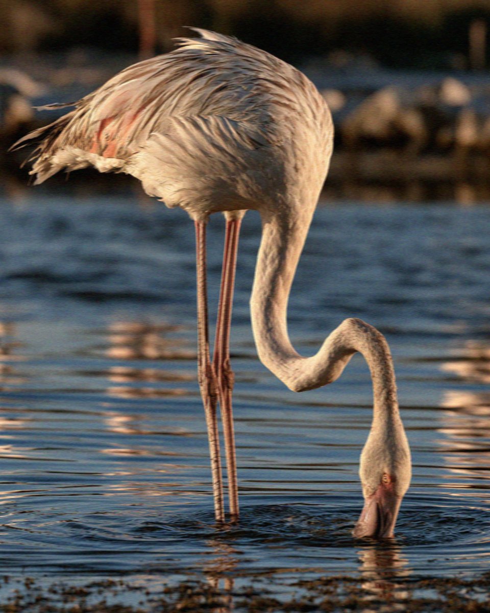 A flamingo feeding head down in the salt pans at Molentargius in Cagliari