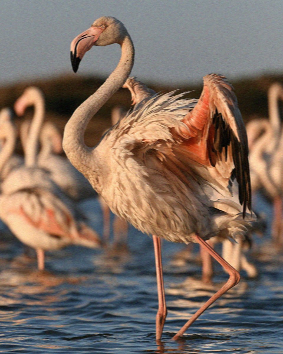 Cagliari flamingos close to the boardwalk