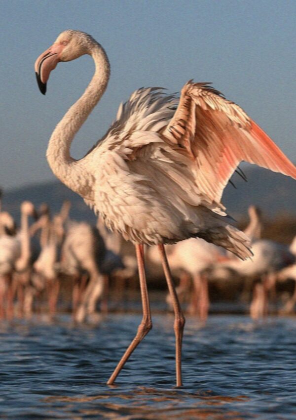 A flamingo opening one wing on the salt pans in Cagliari in Sardinia