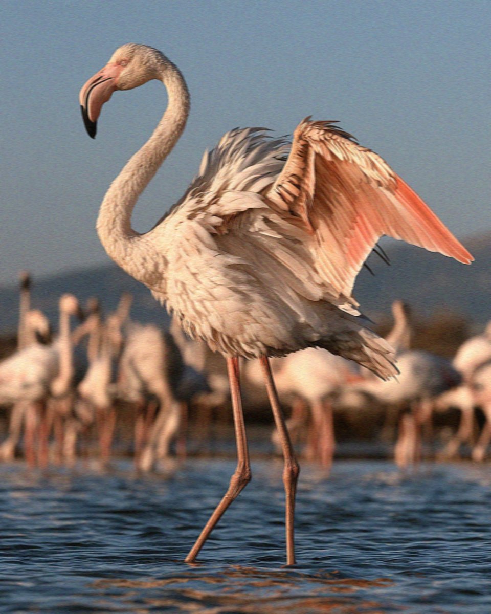 A flamingo opening one wing on the salt pans in Cagliari in Sardinia