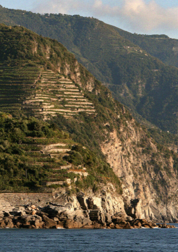 Terraced vineyards above the water on the Cinque Terre coast