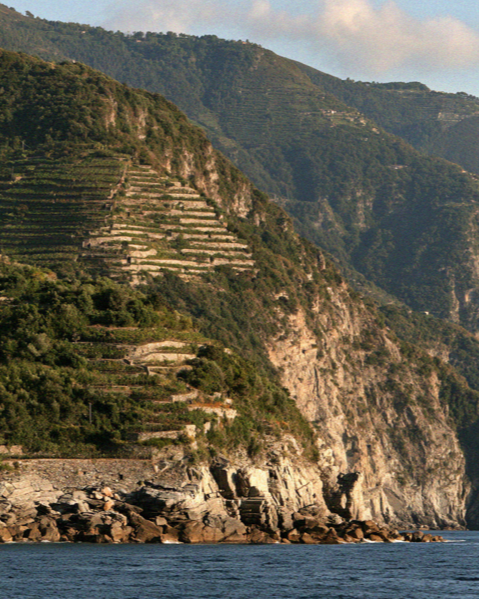 Terraced vineyards above the water on the Cinque Terre coast