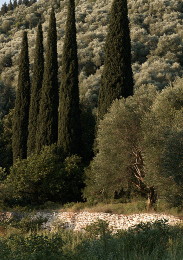 Dark cypresses standing above an olive grove on a hillside in Corfu