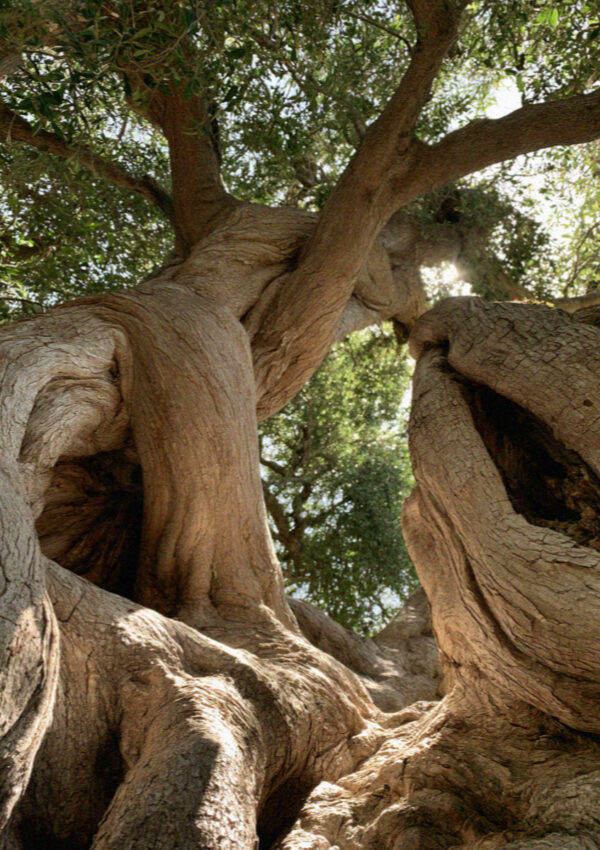 The hollowed and twisted trunk of an ancient olive tree in Corfu