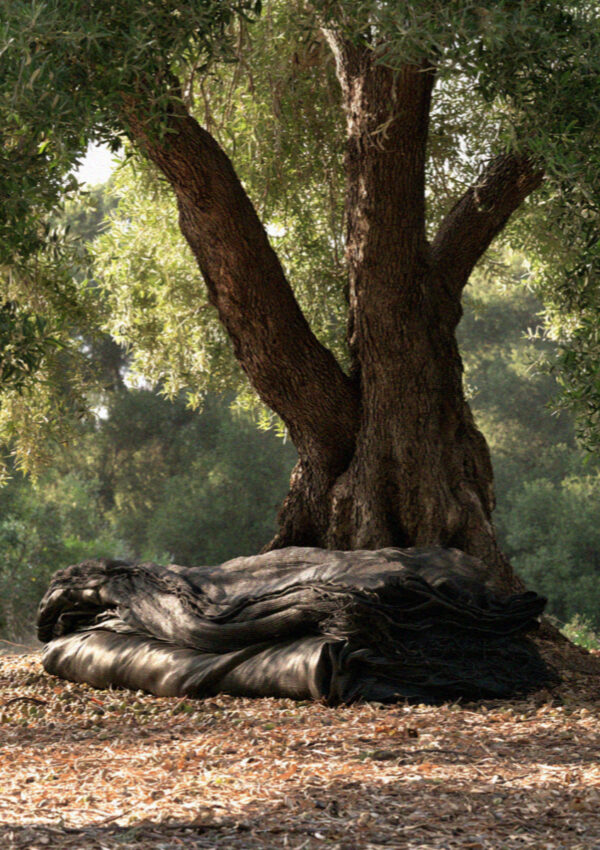A very old olive tree in a Corfu grove with fallen wood lying at its base