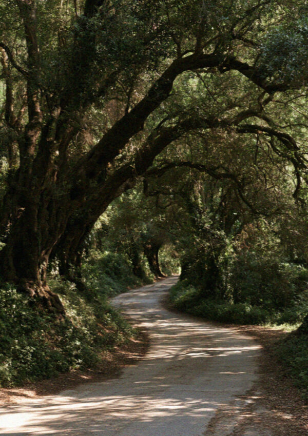 Tall untended olive trees meeting over a road in Corfu, forming a green tunnel