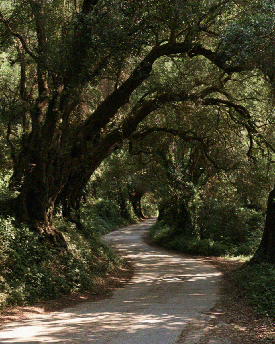 Tall untended olive trees meeting over a road in Corfu, forming a green tunnel