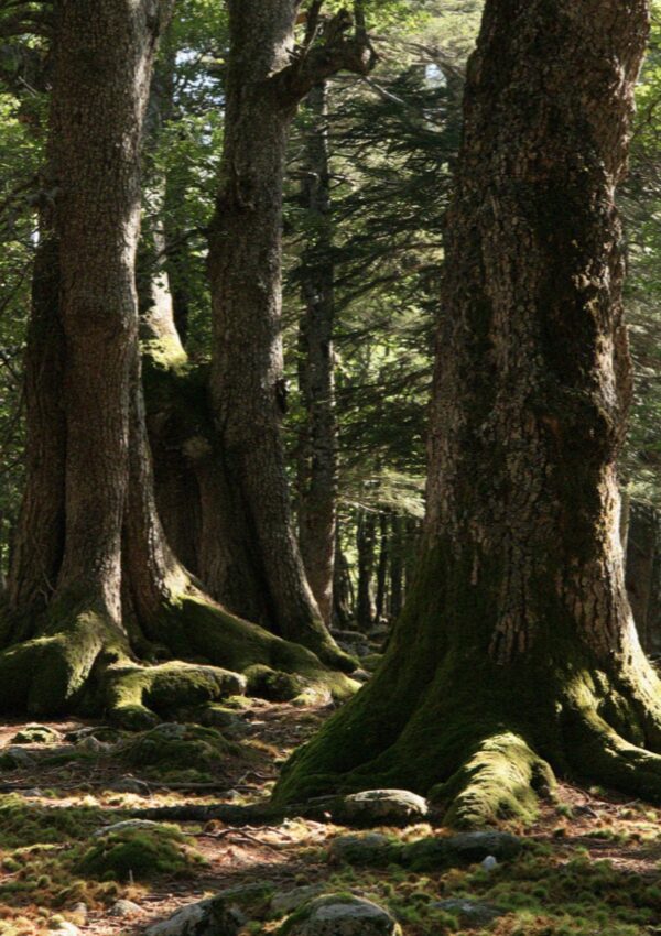 Old chestnut woods in the interior of Corsica