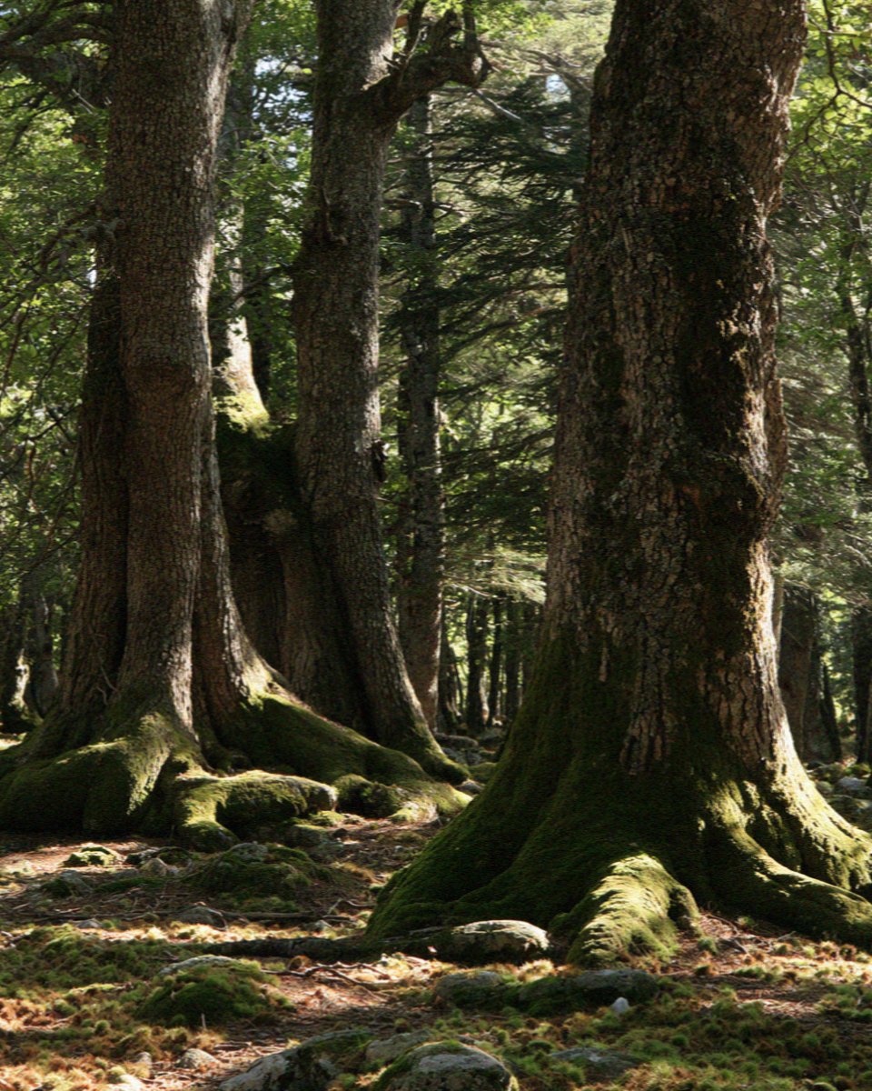 Old chestnut woods in the interior of Corsica