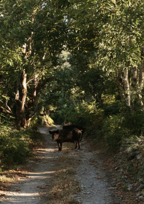 Half wild pigs on a forest road in the interior of Corsica
