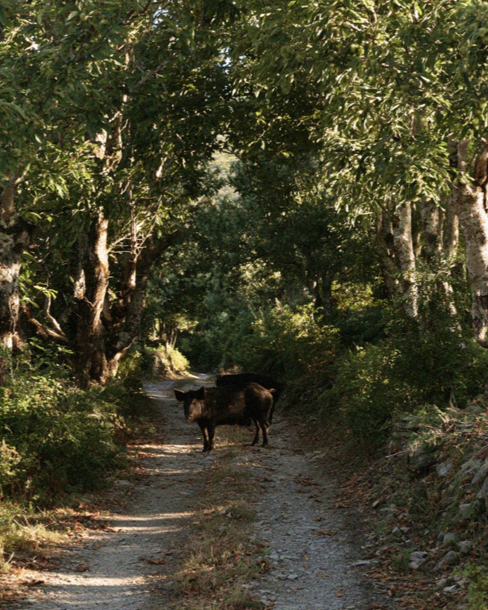 Half wild pigs on a forest road in the interior of Corsica