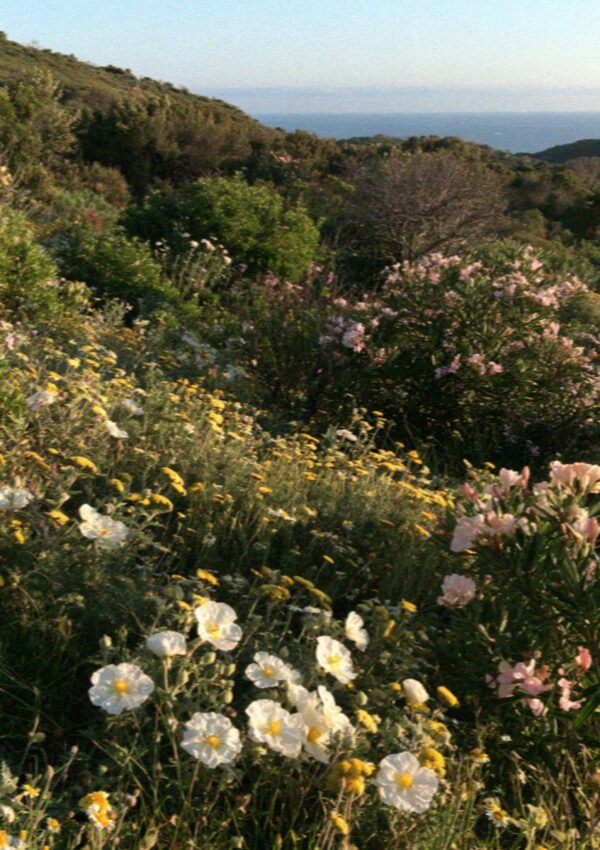 The maquis in flower in spring in Corsica