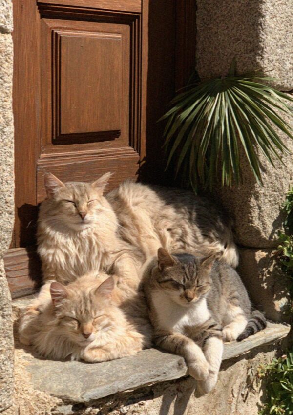 Cats asleep in a doorway in the interior of Corsica
