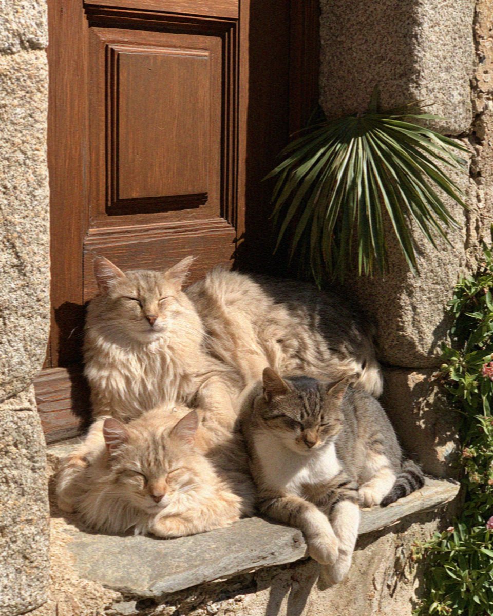 Cats asleep in a doorway in the interior of Corsica