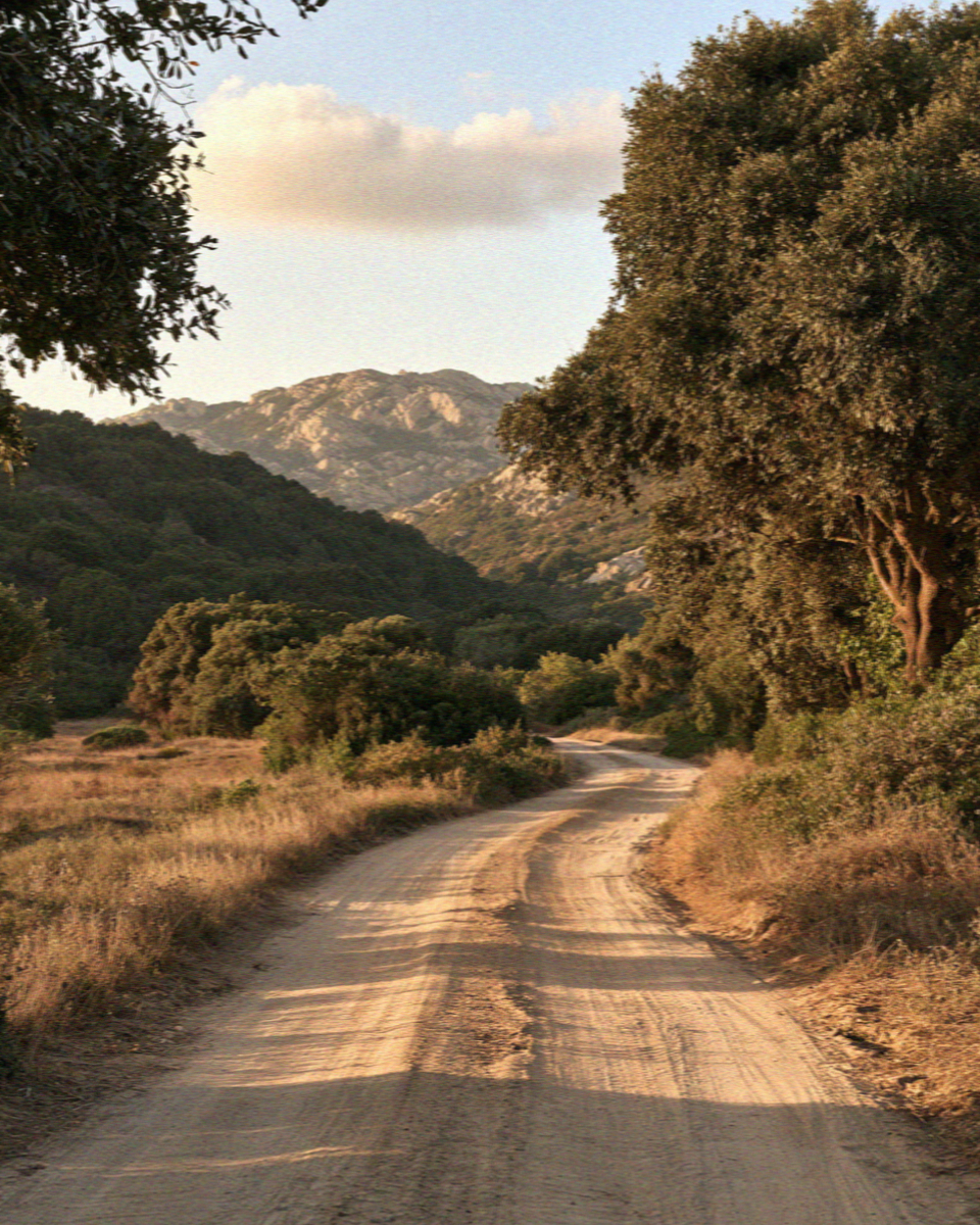 An empty inland road through cork oaks behind the Costa Smeralda in Sardinia