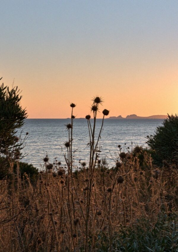 Thistles against the last light on the Costa Smeralda in Sardinia