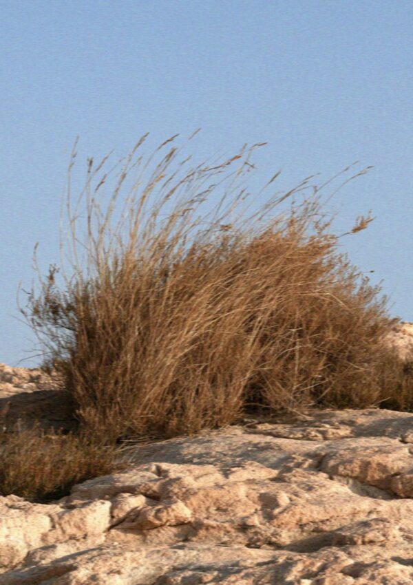 Dry scrub growing straight out of granite in the archipelago north of the Costa Smeralda in Sardinia