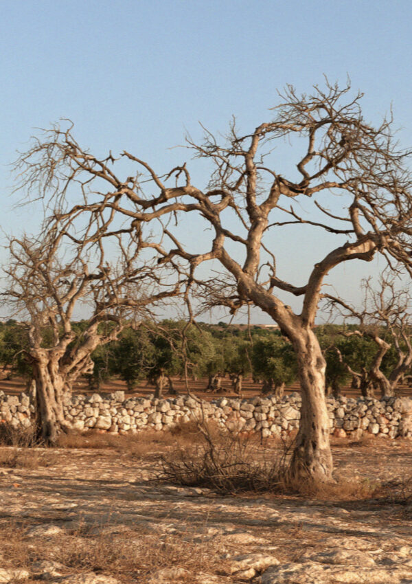 Dead olive trees standing on the plain in Puglia south of Ostuni