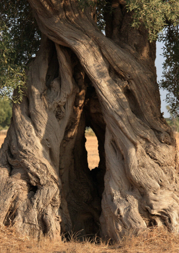 The hollowed trunk of an ancient olive tree near Ostuni in Puglia