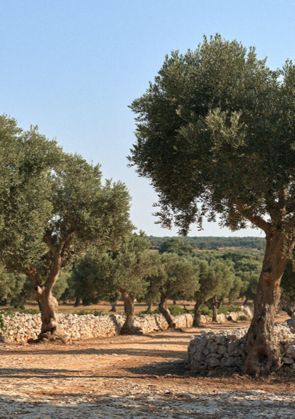 The plain of ancient olive trees inland of Ostuni in Puglia in the morning