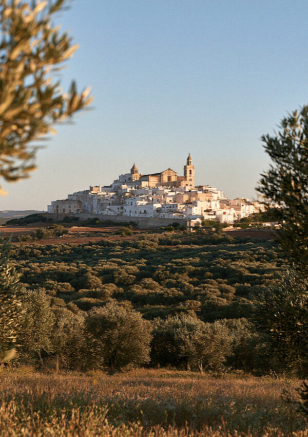 The white town of Ostuni seen across the olive plain in the evening