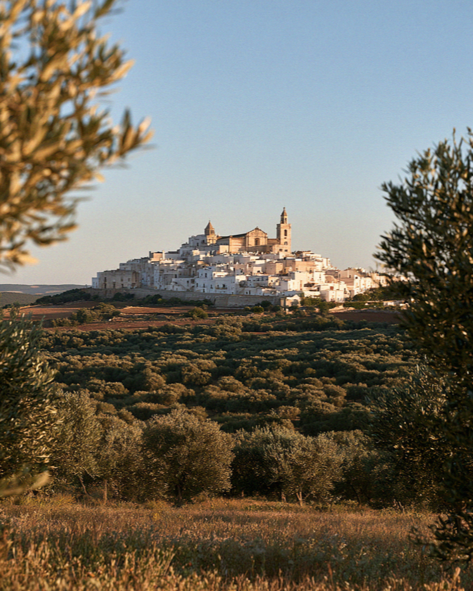 The white town of Ostuni seen across the olive plain in the evening