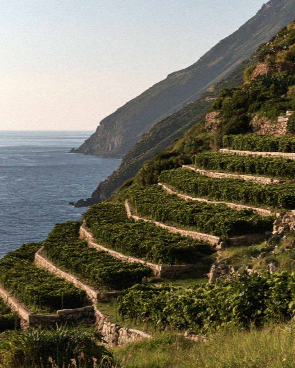 Vine terraces stepping down to the sea on Salina in the Aeolian Islands