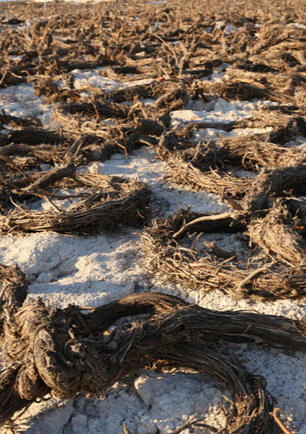 Basket-trained vines coiled on the pale volcanic soil of Santorini