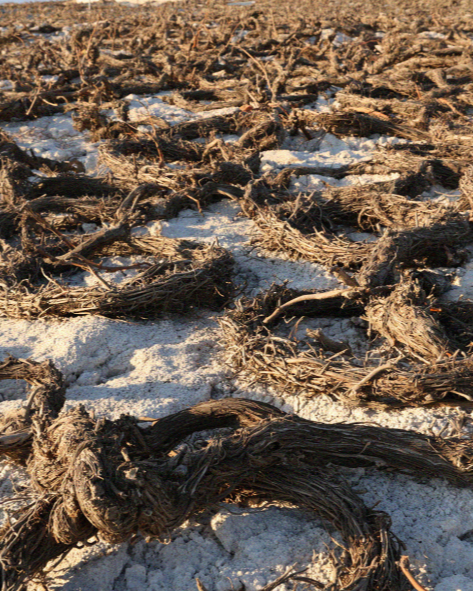 Basket-trained vines coiled on the pale volcanic soil of Santorini