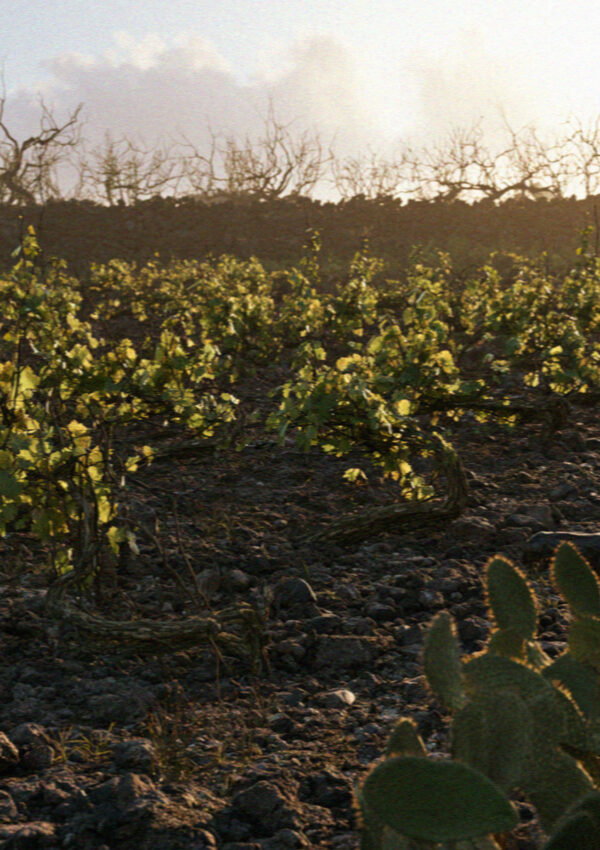Low basket trained vines and a prickly pear lit by the last sun in a Santorini vineyard