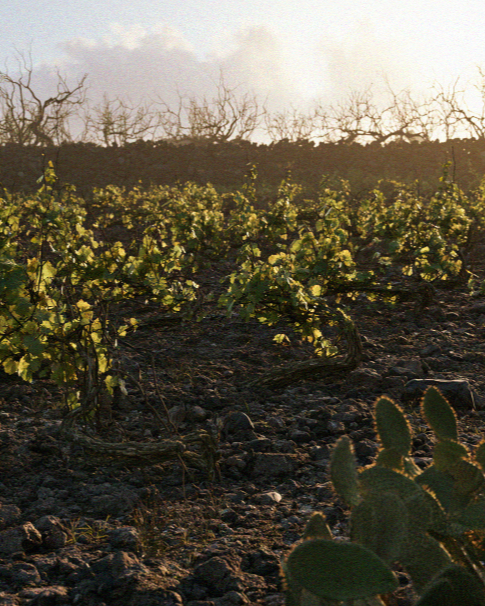 Low basket trained vines and a prickly pear lit by the last sun in a Santorini vineyard