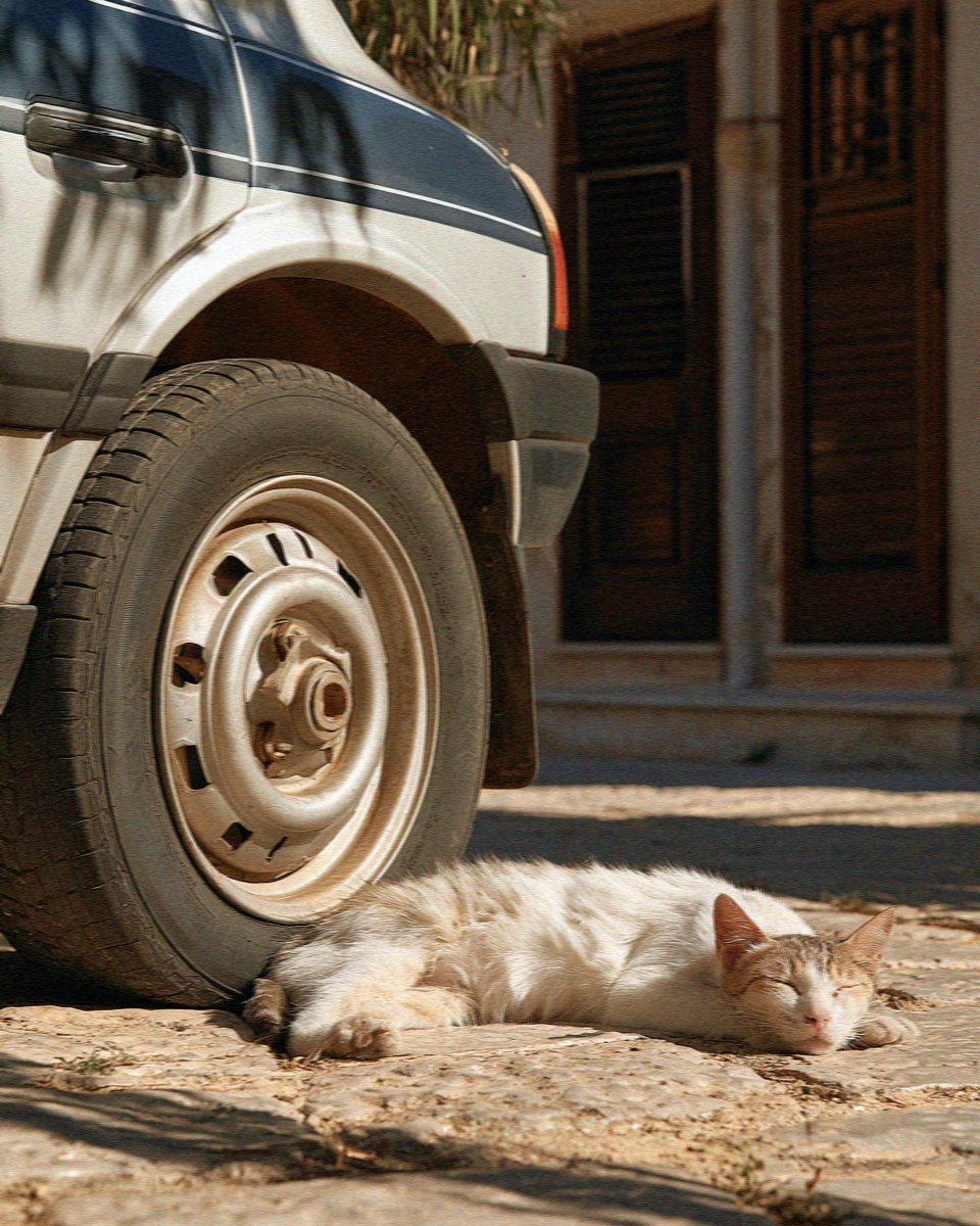A cat stretched out in the shade beside a parked car at Scopello, west of Palermo in Sicily
