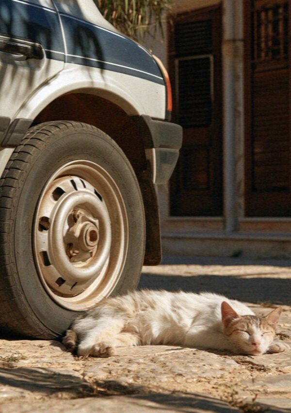 A cat lying in the shade under a parked car at Scopello, west of Palermo in Sicily
