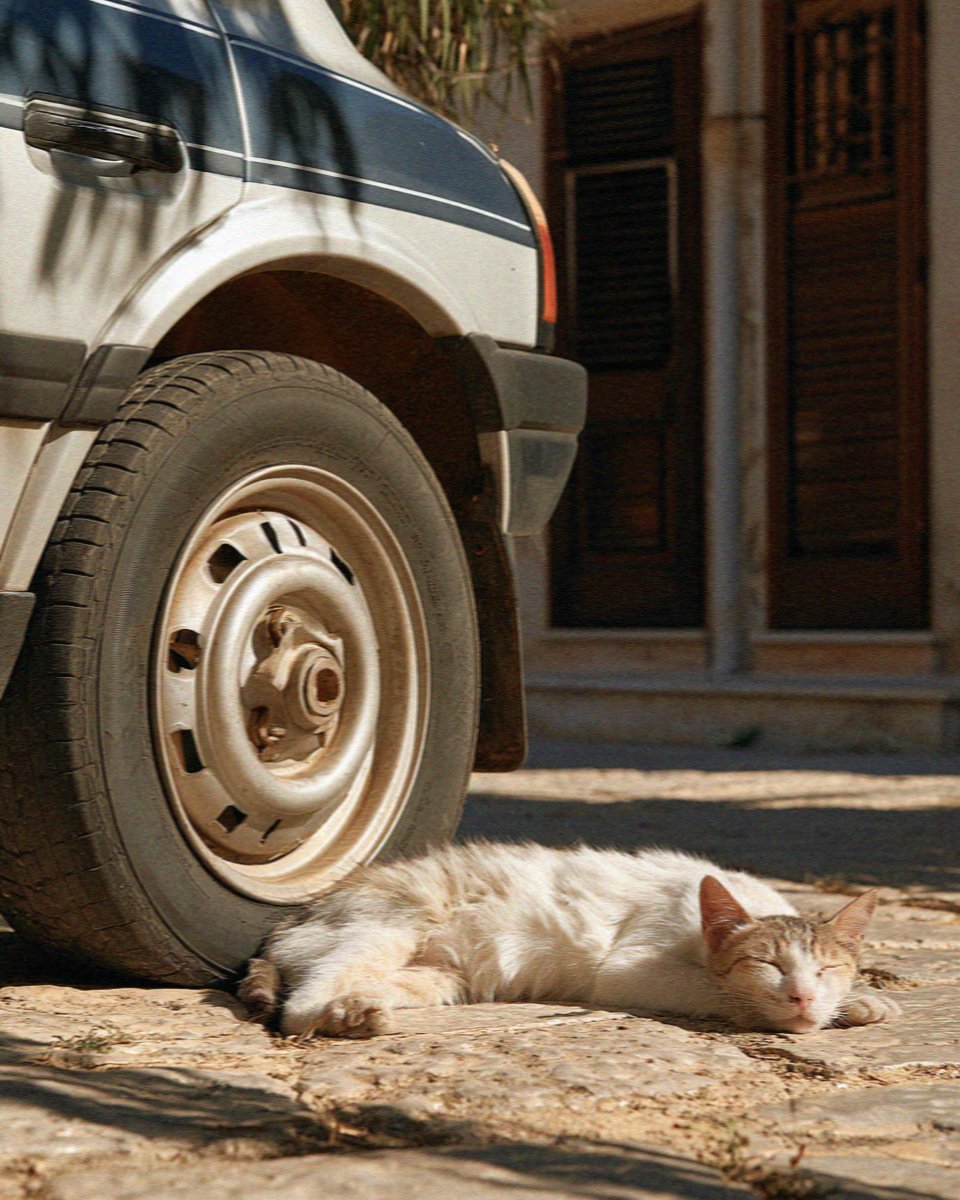 A cat lying in the shade under a parked car at Scopello, west of Palermo in Sicily