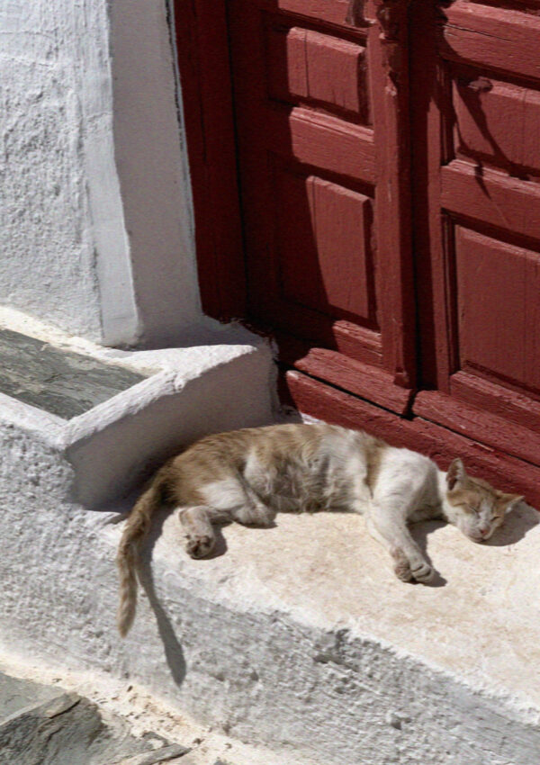 A street cat asleep on a whitewashed ledge beside a dark red door on Mykonos