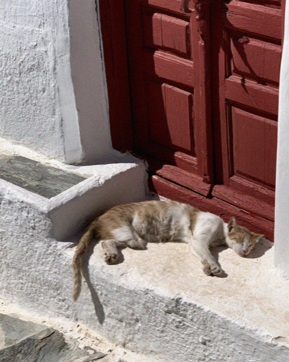 A street cat asleep on a whitewashed ledge beside a dark red door on Mykonos