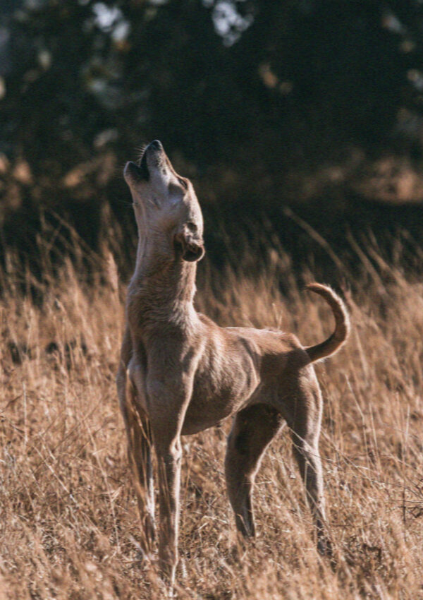 A lean hound standing in dry summer grass on a hillside on Mykonos