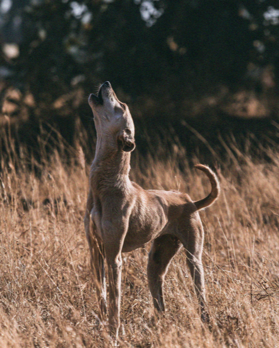 A lean hound standing in dry summer grass on a hillside on Mykonos