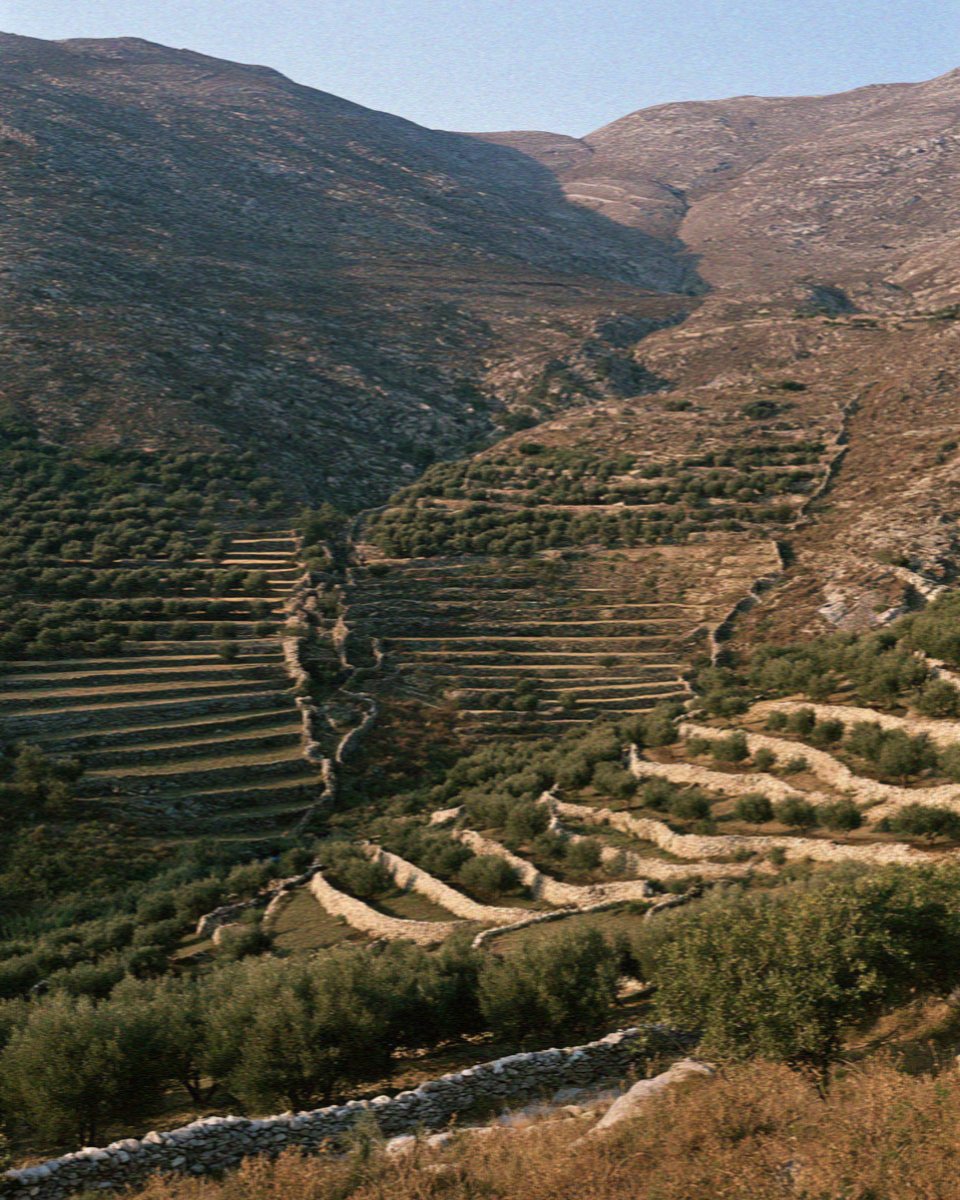 Terraced olive groves climbing the Tragaea valley in inland Naxos