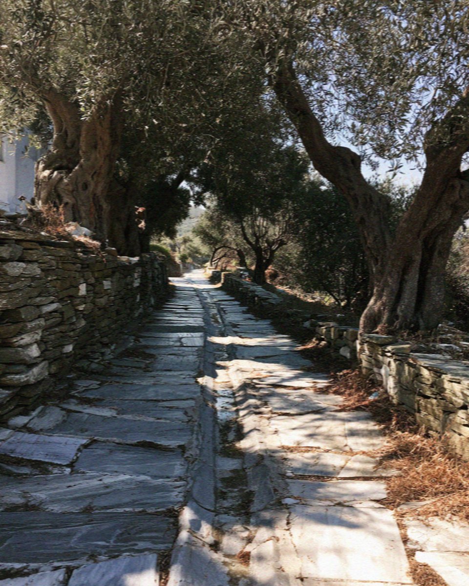 The marble-paved Byzantine road running through olive trees below Lefkes on Paros