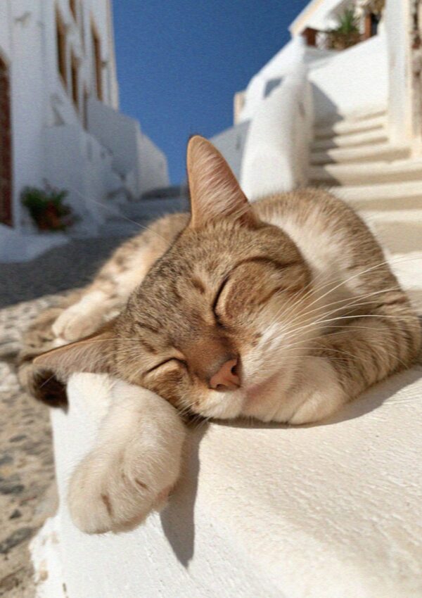 A tabby cat asleep on a whitewashed wall in the lanes of Pyrgos on Santorini