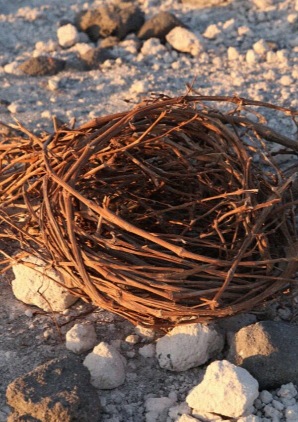 A kouloura vine wound into a basket shape on the pale volcanic soil of Santorini