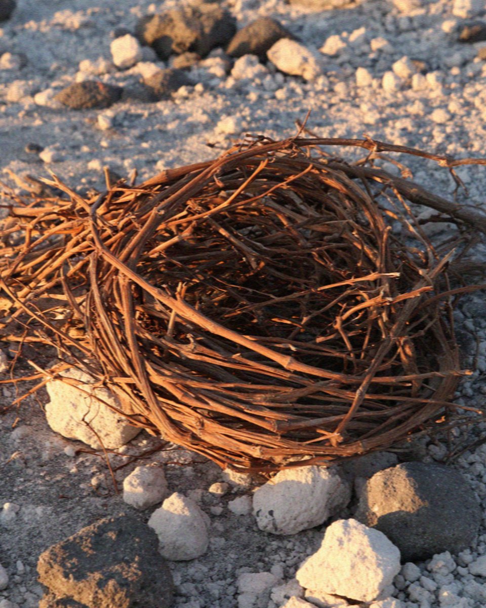 A kouloura vine wound into a basket shape on the pale volcanic soil of Santorini