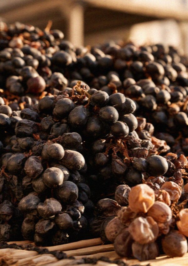 Grapes drying in the sun for Vinsanto, the sweet wine of Santorini