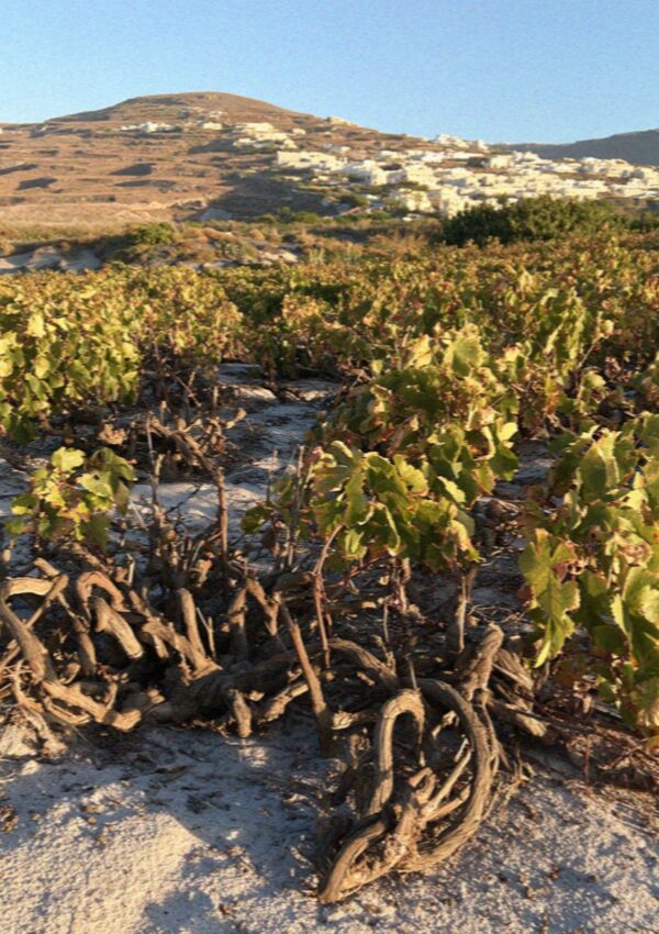 Low old vines on the volcanic soil of a vineyard near Pyrgos on Santorini